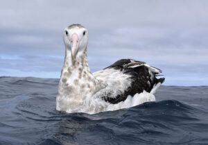 Antipodean Albatross. Paul Sterry/Nature Photographers Ltd