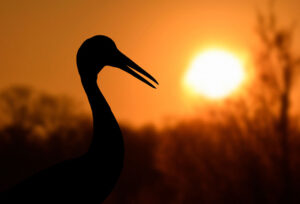 Sarus Crane at sunset. Andrew Cleave/Nature Photographers Ltd