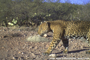 Jaguar in Reserva Jaguar del Norte
