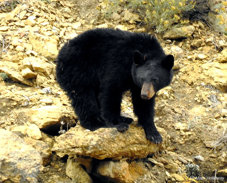 American Black Bear: Species in World Land Trust reserves