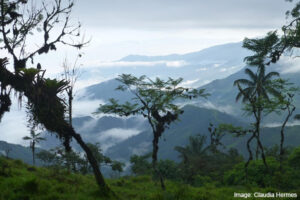 Buenaventura Cloud Forest. Image: Claudia Hermes