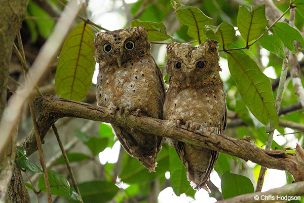 Sokoke Scops Owl