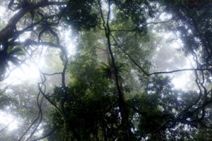Tropical rainforest Borneo