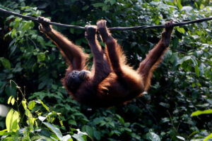 orangutandavidbebber