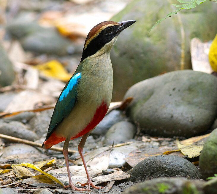 Fairy Pitta, JMK