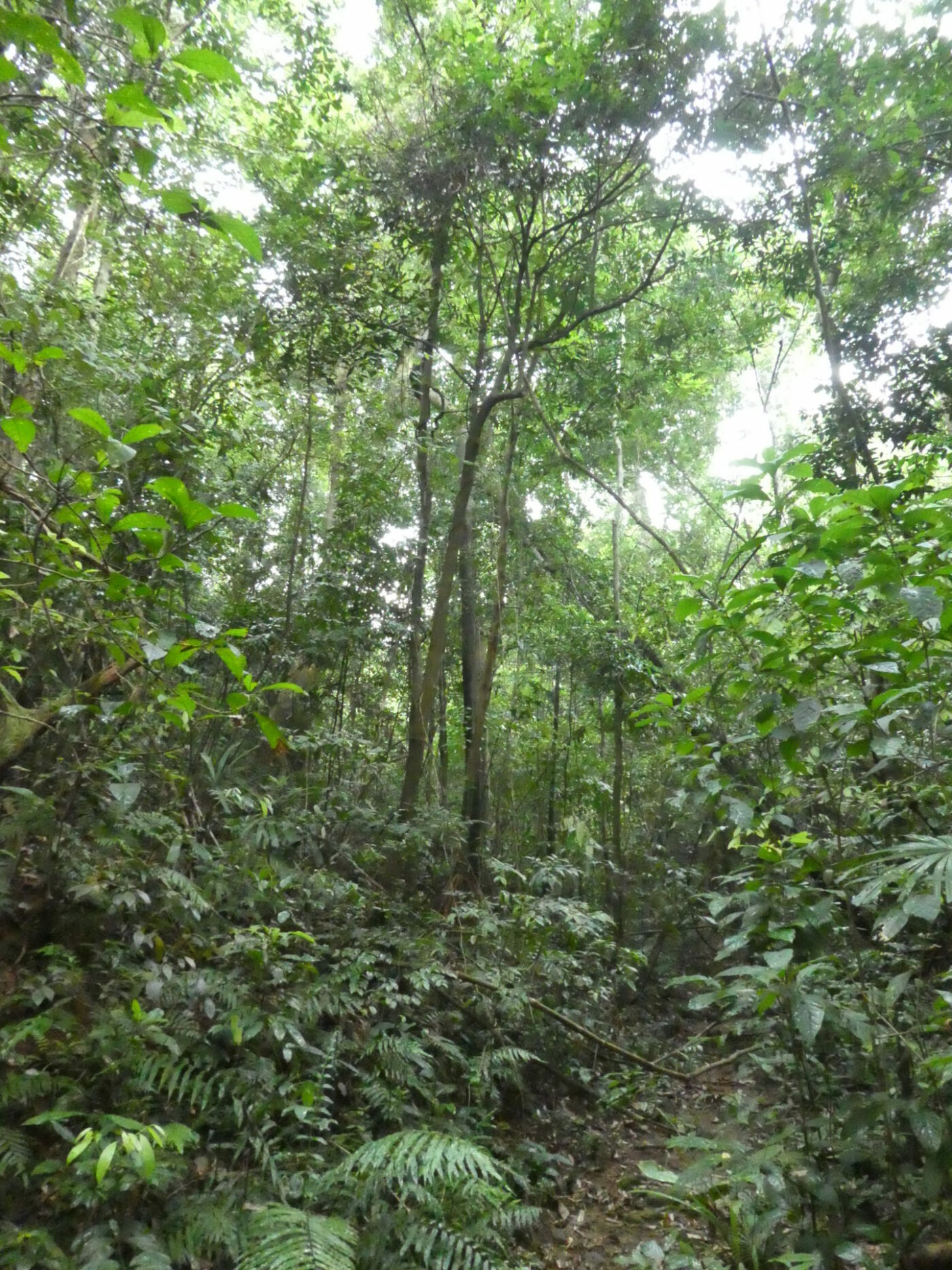 The Trees of Vietnam's Tropical Forests