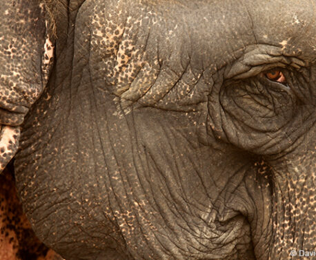 Working elephant, © David Bebber