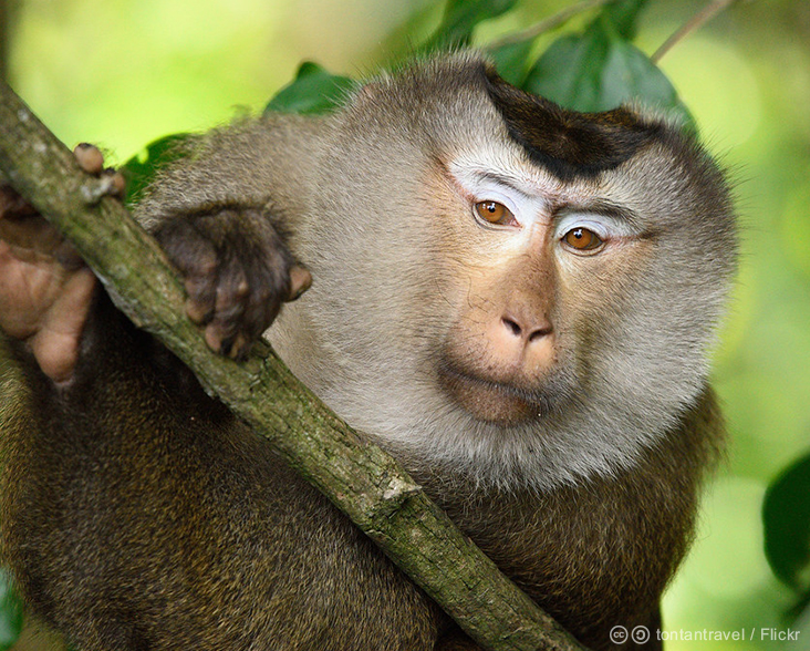 Northern Pig-tailed Macaque - tontantravel / Flickr