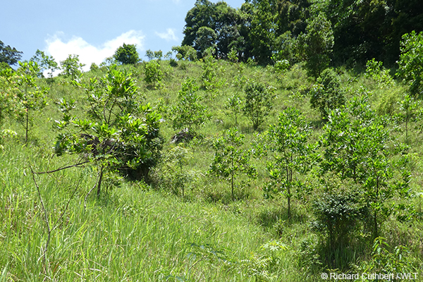 Native tree species planted in Vietnam