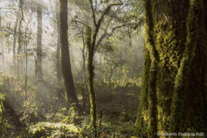 Misty Forest, Roberto Pedraza Ruiz