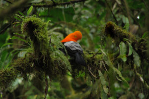 Rio Zunac bird life © Lou Jost / Ecominga