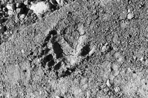 The foot print of a bear believed to be about two years old found when John was in the khrosov wildlife refuge. The reserve was originally funded by WLT and IUCN Netherlands.