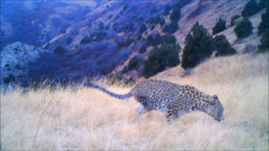 One of the first images captured on trail camera showed a Caucasian Leopard with a back leg missing. There was concern for its welfare but time has shown that it is perfectly capable of looking after itself!