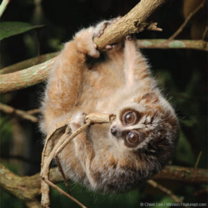 Pygmy Slow Loris feeding on a giant stick insect