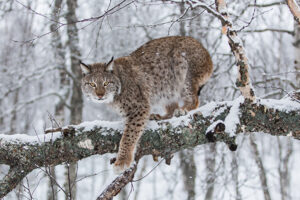 A lynx in the snow
