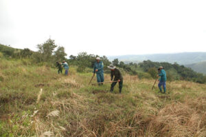 WLT Partner organisation, Viet Nature needs to clear this grass before tree planting can take place. Image: Viet Nature
