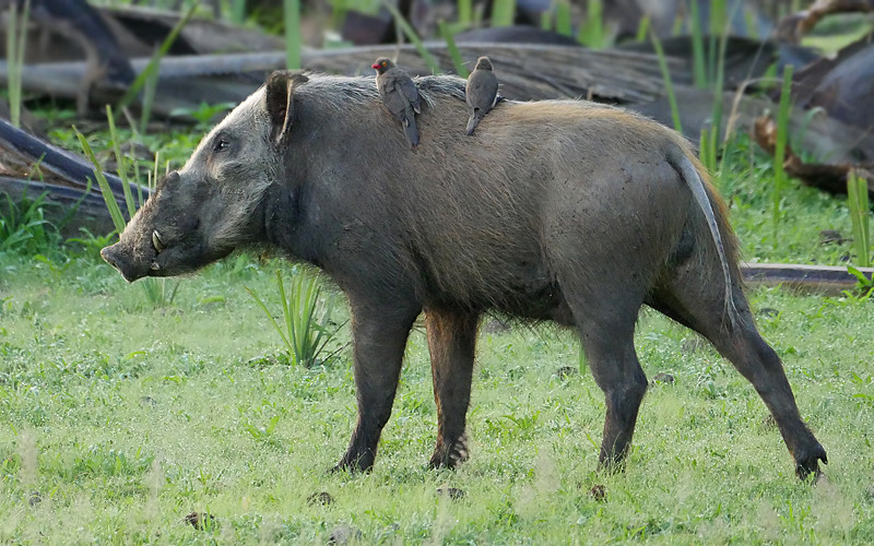 "Bushpig Potamochoerus larvatus" by nik.borrow is licensed under CC BY-NC 2.0 (crop)