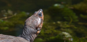 Magdalena-River-Turtle-©Jordan-de-Jong-cropped.jpg