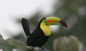 Keel-billed Toucan,Belize©CSFI
