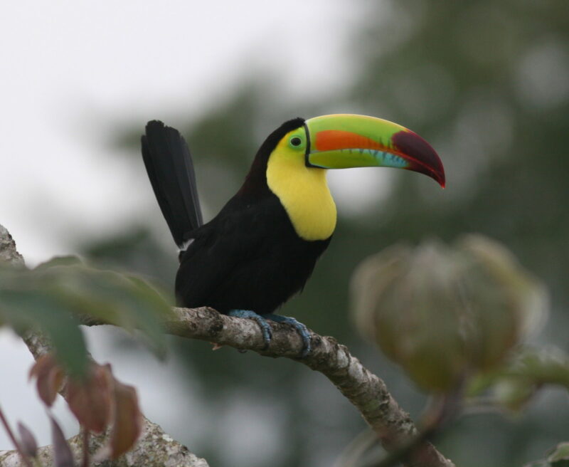 Keel-billed Toucan,Belize©CSFI