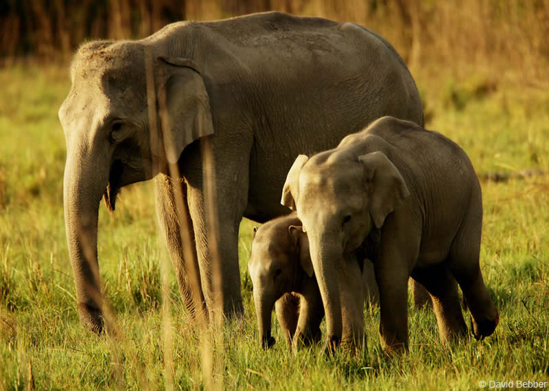 Elephant family group at Corbett National Park, India. Credit David Bebber.