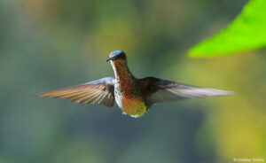 Hummingbird at Buenaventura Reserve © Andrew Smiley