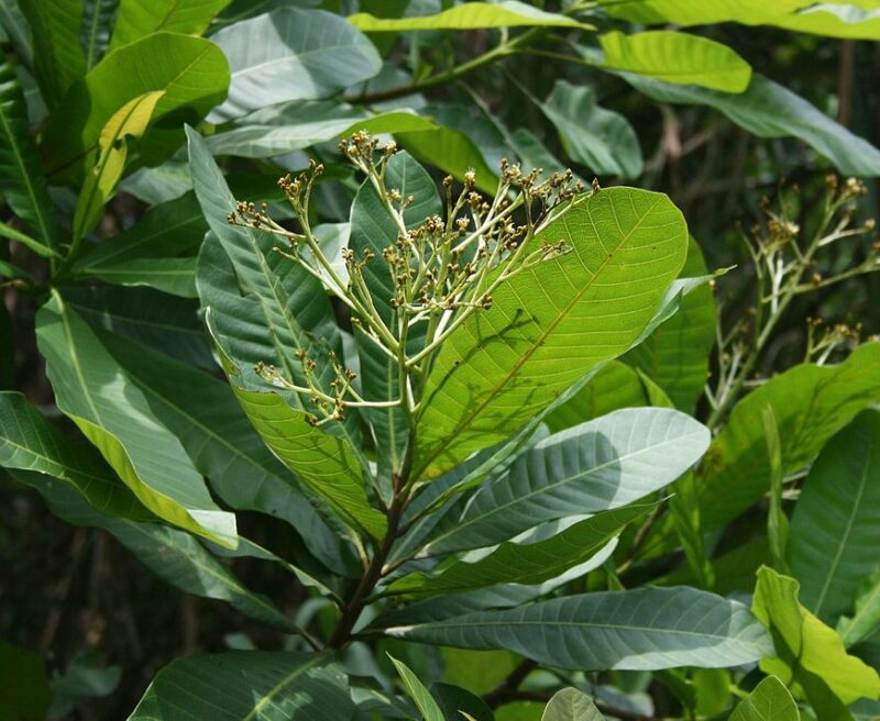 Anacardium excelsum ©Franz Xaver. License CC 3.0