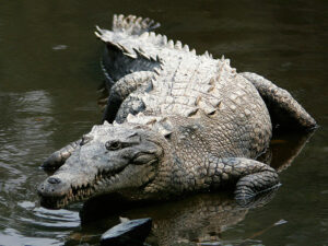 American crocodile/Credit:Tomás Castelazo.CC Attribution-Share Alike,2.5,2.0and1.0 license.