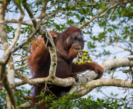Orangutan, Kinabatangan. Malaysian Borneo ©Nick Garbutt