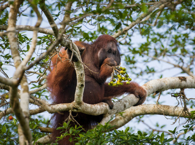 Orangutan, Kinabatangan. Malaysian Borneo ©Nick Garbutt