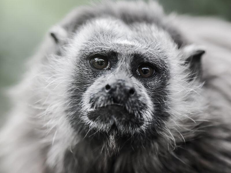 White-footed Tamarin credit:David Antonio Lopez Moya/Shutterstock