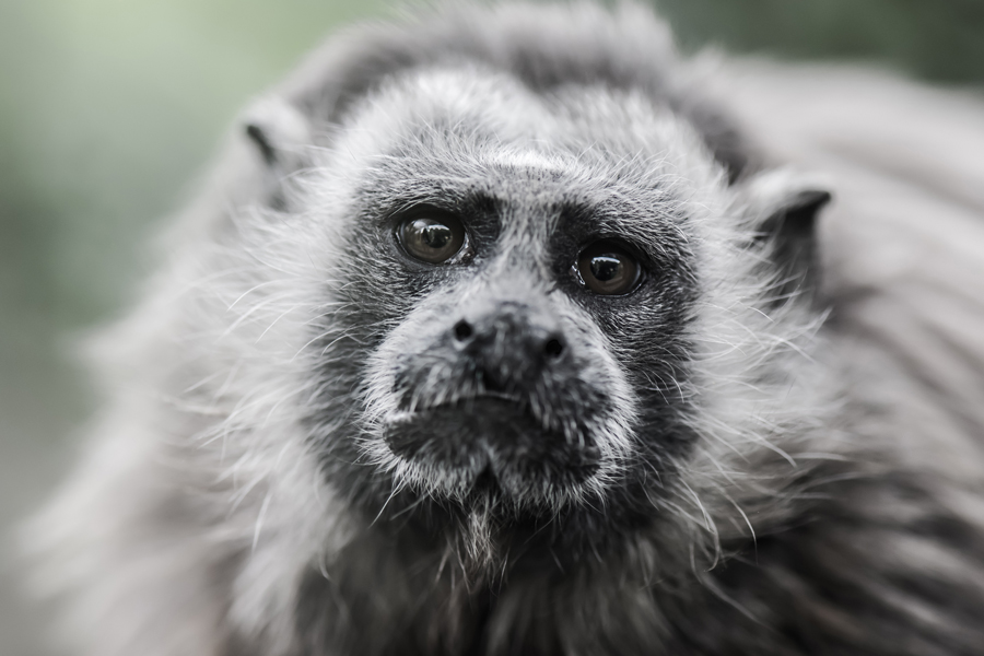 White-footed Tamarin credit:David Antonio Lopez Moya/Shutterstock