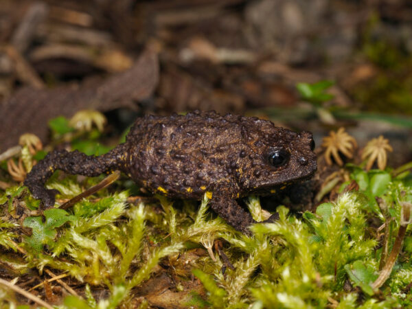 Life in the EcoMinga reserves, Ecuador. - World Land Trust