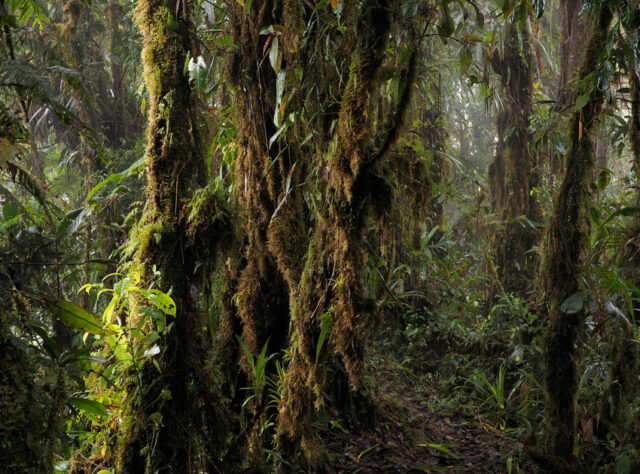 Cloud Forest/Rio Zunac ©Lou Jost/EcoMinga