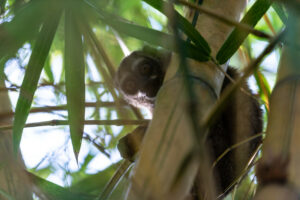 Grey-handed Night Monkey. Credit:Freddy Gomez