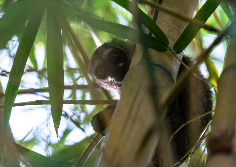 Grey-handed Night Monkey. Credit:Freddy Gomez