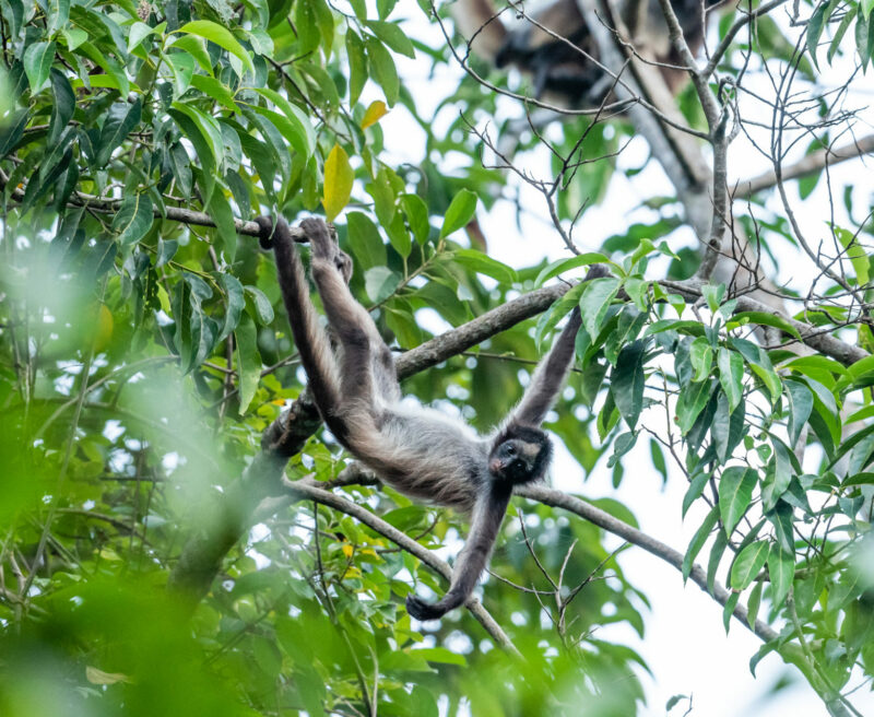 Brown Spider Monkey. Credit: Freddy Gomez