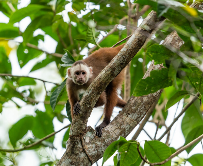 Varied White-fronted Capuchin. Credit: Fredy Gomez