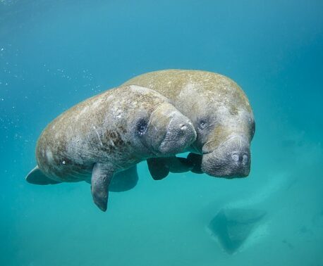 West Indian Manatee mother and calf. Credit: Sam Farkas (NOAA Photo Library) / Public domain