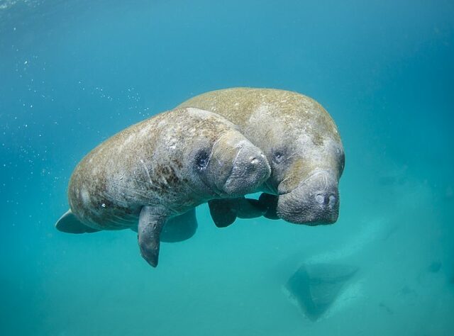 West Indian Manatee mother and calf. Credit: Sam Farkas (NOAA Photo Library) / Public domain
