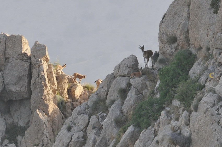 Bezoar Goats, CWR ©FPWC
