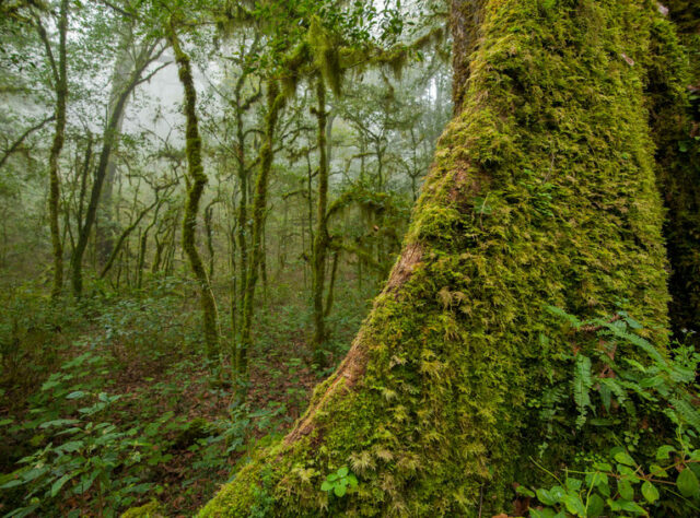 Sierra Gorda ©Robrto Pedraza Ruiz