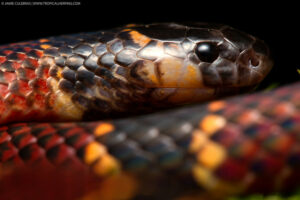 Coral Snake, Nangaritza (Maycu) reserve.©Jaime Culebras/TropicalHerping.com