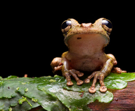 Buckley's Slender-legged Tree Frog,Nangaritza ©Tropical Herping.com