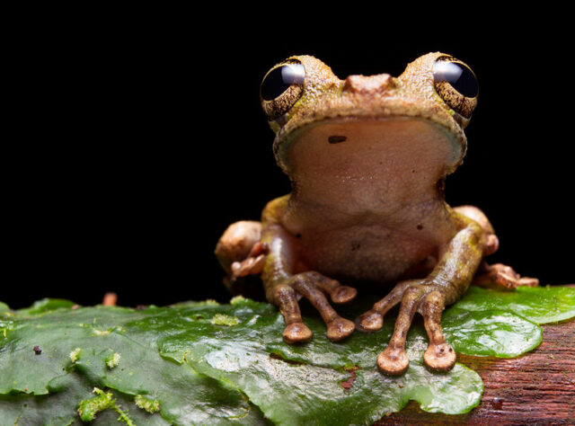 Buckley's Slender-legged Tree Frog,Nangaritza ©Tropical Herping.com
