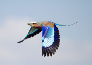 Lilac breasted roller©William Gray