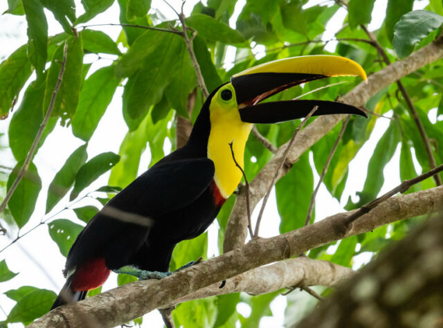 Yellow-throated Toucan, Barbacoas © Freddy Gomez