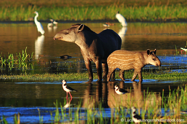 Lowland Tapir, Colombia © Lucas Leuzinger/Shutterstock