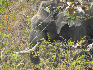 A male Indian Elephant (tusker), Tirunelli-Kudrakote Corridor. Credit: Wildlife Trust of India.