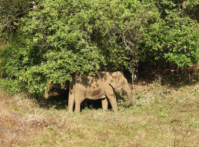 Indian Elephant. Credit: Wildlife Trust of India